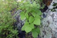 つる植物の繁茂写真1
