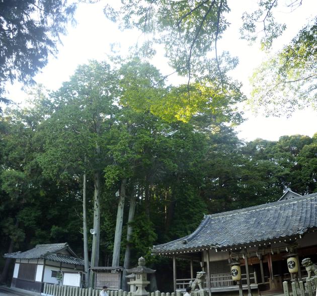 平野の多太神社の写真