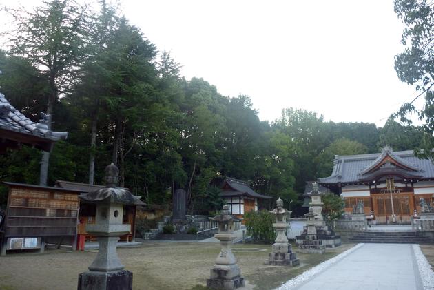八坂神社のクスノキ群落写真