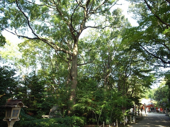 鴨神社照葉樹林の写真