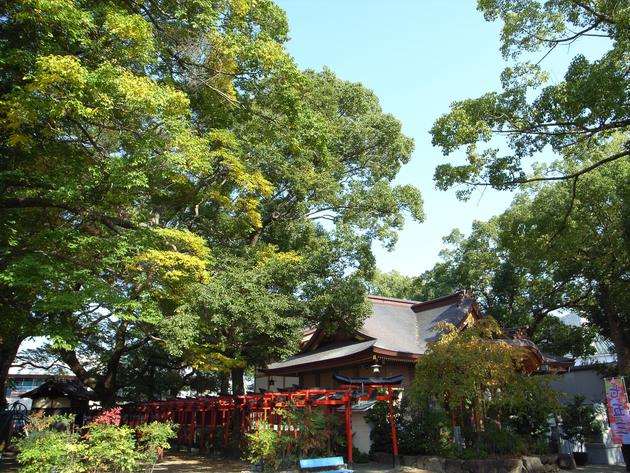 小戸神社のクスノキの写真