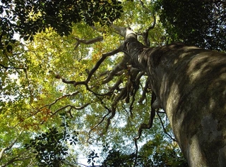 ブナの巨木の写真