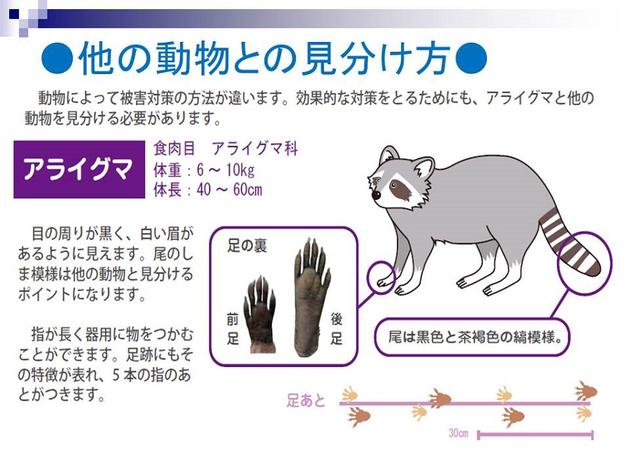 他の動物との見分け方。動物にyとて被害対策の方法が違います。効果的な対策をとるためにも、アライグマと他の動物を見分ける必要があります。目の周りが黒く、白い眉があるように見えます。尾の縞模様は他の動物と見分けるポイントになります。指が長く器用に物をつかむことができます。足跡にもその特徴が表れ、5本の指のあとがつきます。