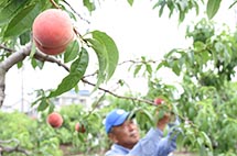 令和3年　桃の収穫