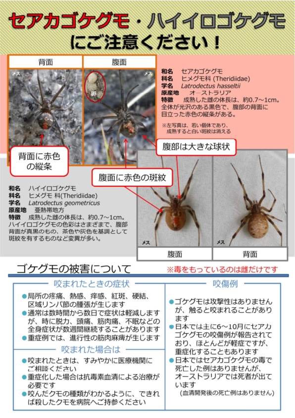 セアカゴケグモ・ハイイロゴケグモにご注意ください！