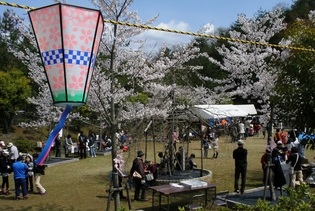 シラカシ公園の桜の写真