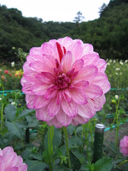 黒川ダリヤ園に咲く花たち 川西市