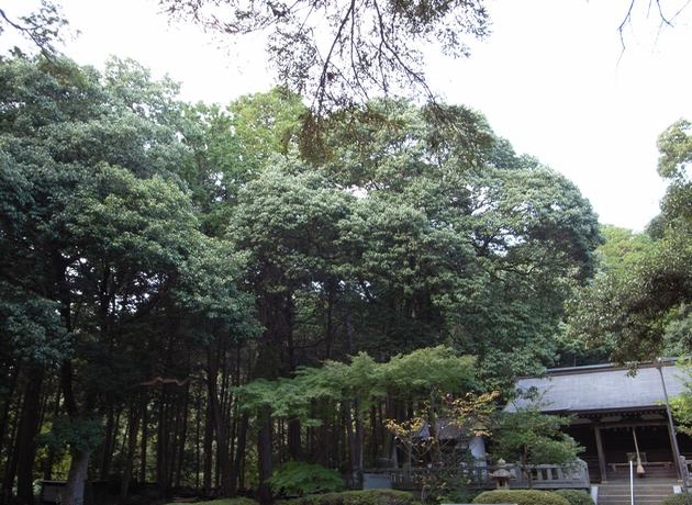 平野神社アラカシの写真