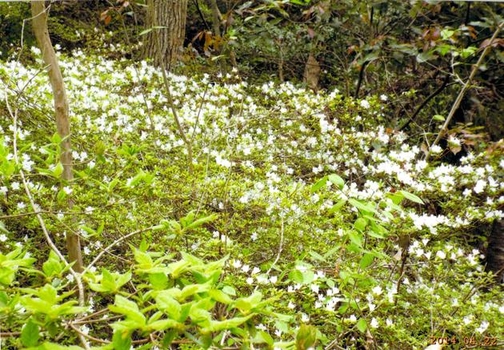 清和台東のツツジの写真