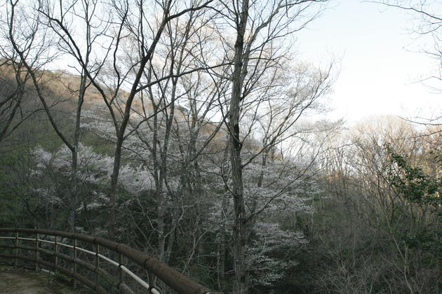 一庫公園のエドヒガンの写真