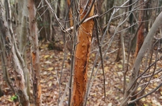 シカによる樹皮はぎの写真