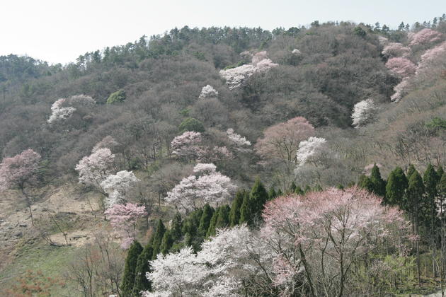 黒川大槌桜の森のエドヒガンの写真