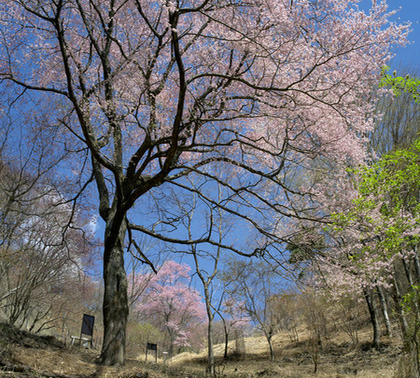 桜谷のエドヒガンの写真