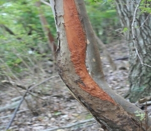 シカによる樹皮はぎの写真