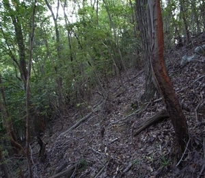 下層植生の衰退の写真