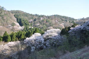 黒川桜の森