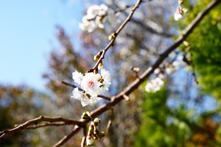 山中で花を付ける寒桜