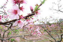 早生桃の花