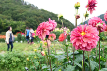 黒川ダリヤ園