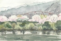 知明湖（一庫ダム）の桜景観