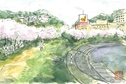 猪名川堤の桜