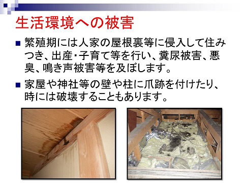 生活環境への被害。繁殖期には人家の屋根裏などに侵入して住みつき、出産・子育てなどを行い、糞尿被害、悪臭、鳴き声被害などを及ぼします。家屋や神社などの壁や柱に爪跡を付けたり、時には破壊することもあります。