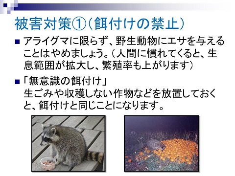 被害対策1（餌付けの禁止）アライグマに限らず、野生動物にエサを与えることはやめましょう。（人間に慣れてくると、生息範囲が拡大し、繁殖率もあがります。）無意識の餌付け。生ごみや収穫しない作物などを放置しておくと、餌付けと同じことになります。