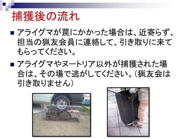 捕獲後の流れ。アライグマが罠にかかった場合は、近寄らず、担当の猟友会員に連絡して、引き取りに来てもらってください。アライグマやヌートリア以外が捕獲された場合はその場で逃がしてください。（猟友会は引き取りません）