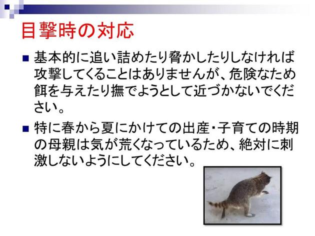 目撃時の対応。基本的に追い詰めたり脅かしたりしなければ攻撃してくることはありませんが、危険なため餌を与えたり撫でようとして近づかないでください。特に春から夏にかけての出産・子育ての時期の母親は気が荒くなっているため、絶対に刺激しないようにしてください。