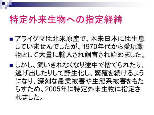 特定外来生物への指定経緯。アライグマは北米原産で、本来日本には生息していませんでしたが、1970年代から愛玩動物として大量に輸入され飼育され始めました。しかし飼いきれなくなり途中で捨てられたり、逃げ出したりして野生化し、繁殖を続けるようになり、深刻な農業被害や生態系被害をもたらすため、2005年に特定外来性粒に指定されました。