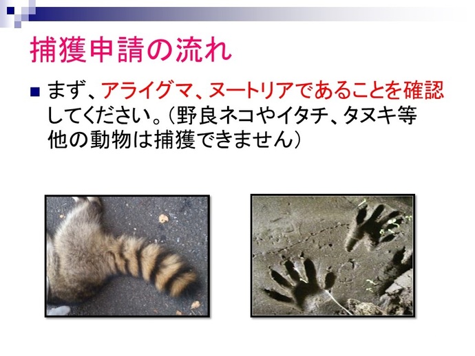 捕獲申請の流れ。まず、アライグマまたはヌートリアであることを確認してください。（野良ネコやイタチ、タヌキなどの在来動物は捕獲できません。）