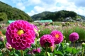 写真：美しい姿を見せるダリアの花