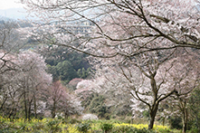 エドヒガン群落の風景