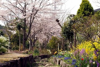 せせらぎ花の会の写真