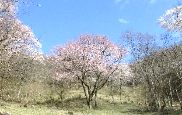 桜の写真