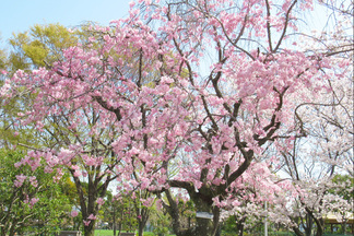 西猪名公園のしだれ桜