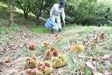 北摂栗の収穫の様子