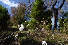 寒桜の収穫の様子