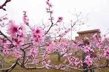 鮮やかな桃の花が咲く畑の様子