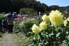 黒川ダリヤ園の様子