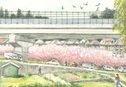 清流台の桜