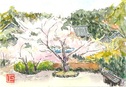 満願寺の桜