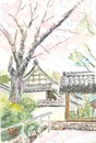 小童寺の桜