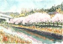 一庫大路次川堤の桜並木
