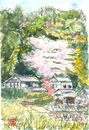 笹部民家の山桜