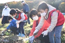 芋ほり体験の様子