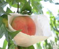 写真：川西の桃