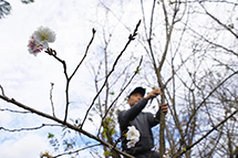 寒桜出荷の様子