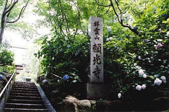 清和源氏ゆかりの社寺(あじさい寺)（m0013）