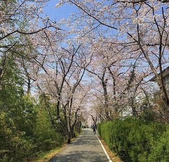 多田の裏通りの桜（w0004）